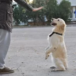 Dog Training Camp