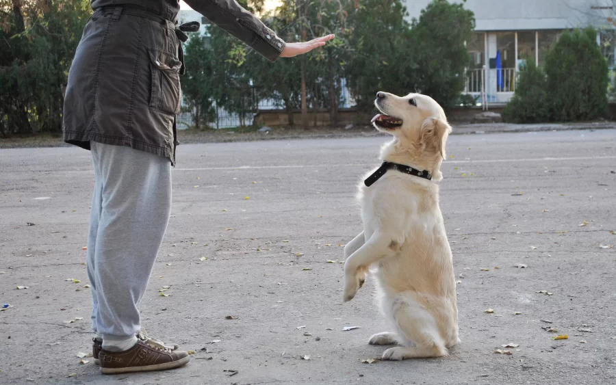 Why Your Dog Needs To Enroll in Training Camps