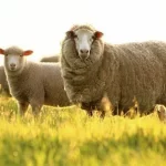 Merino Wool