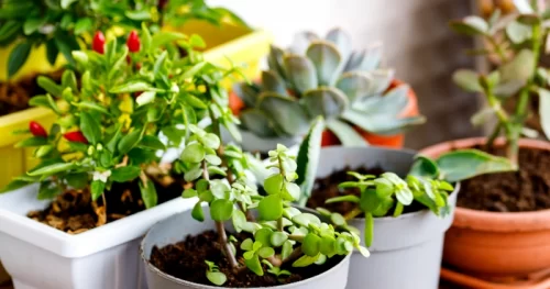 How Online Plant Nurseries Make Gardening Easier for Beginners